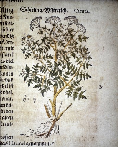 Hemlock - V herbáři Mattioli. od Pietro Andrea Mattioli