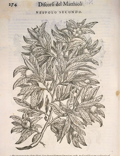 Mišpule obecná (Mespilus germanica), rytina Pier Andrea Mattioli od Pietro Andrea Mattioli