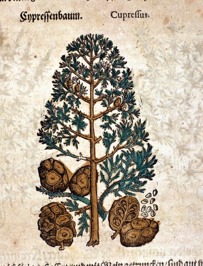 Kybernetický kužel. Rytina - v “” Kreutterbuch dess vysoce vzdělaný a známý pan D. Petri Andreae Matthioli”” od Pietra Andrea Mattioliho (Matthiole) (1500-1577). Frankfurt od Pietro Andrea Mattioli