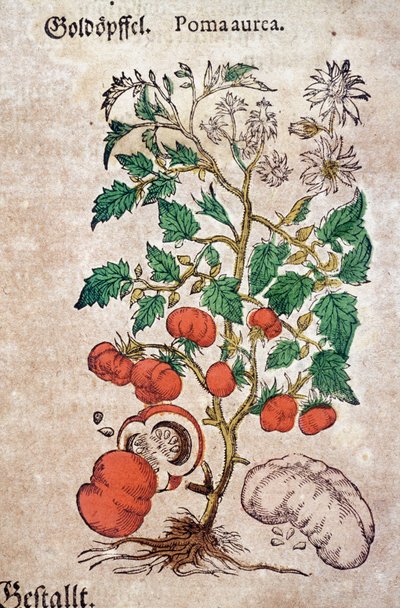 Herbář: botanická planoma aureache představující rostlinu rajčete (Caulis floridus). Rytina v „Kreutterbuch des hochgelehrten und farfamousen Herr D. Petri Andreae Matthioli““ od Pietra Andrea Mattioliho (Matthiole od Pietro Andrea Mattioli
