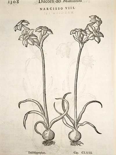 Narcis, rytina Pier Andrea Mattioli od Pietro Andrea Mattioli