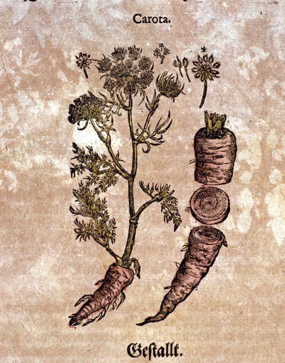 Mrkev. Rytina - v “” Kreutterbuch Dess vysoce vzdělaný a známý pan D. Petri Andreae Matthioli”” od Pietra Andrea Mattioliho (Matthiole) (1500-1577). Frankfurt od Pietro Andrea Mattioli