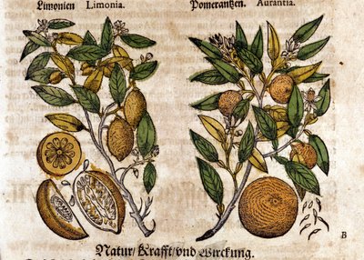 Citrus. Pomerančovník a citronovník. Rytina - v “” Kreutterbuch Dess vysoce vzdělaný a známý pan D. Petri Andreae Matthioli”” od Pietra Andrea Mattioliho (Matthiole) (1500-1577). Frankfurt od Pietro Andrea Mattioli