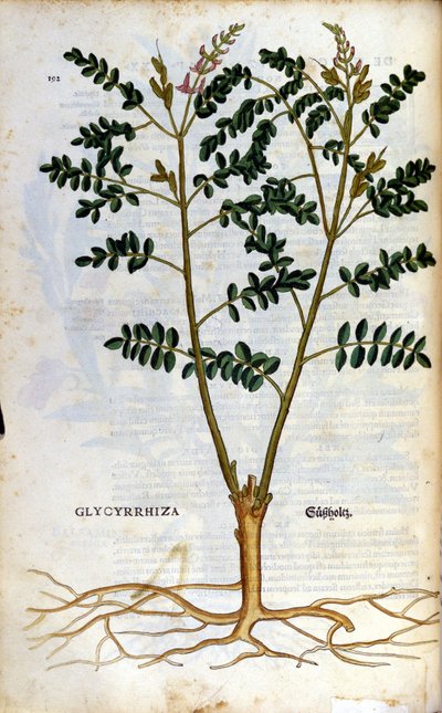 Lékořice. Rytina - v “” Kreutterbuch Dess vysoce vzdělaný a známý pan D. Petri Andreae Matthioli”” od Pietra Andrea Mattioliho (Matthiole) (1500-1577). Frankfurt od Pietro Andrea Mattioli