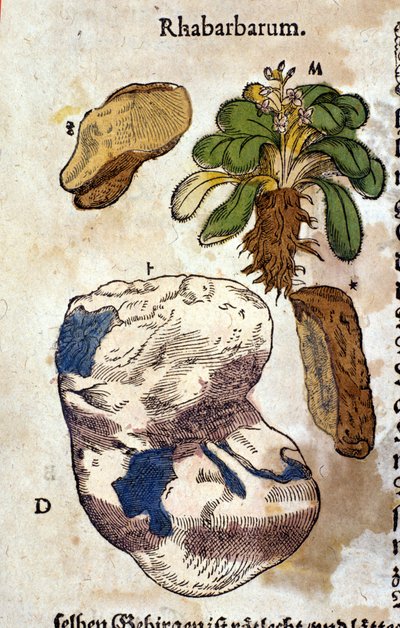 Rebarbora. Rytina - v “” Kreutterbuch Dess vysoce vzdělaný a známý pan D. Petri Andreae Matthioli”” od Pietra Andrea Mattioliho (Matthiole) (1500-1577). Frankfurt od Pietro Andrea Mattioli