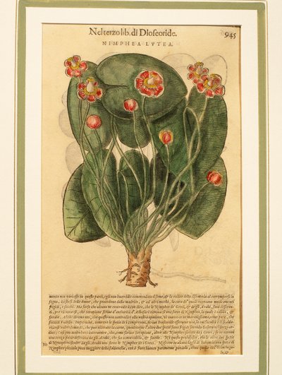 Žlutý leknín (Nymphaea lutea), barevná rytina od Pietro Andrea Mattioli