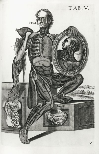 Deska V z „The Anatomical Tables“ od Pietro da Cortona