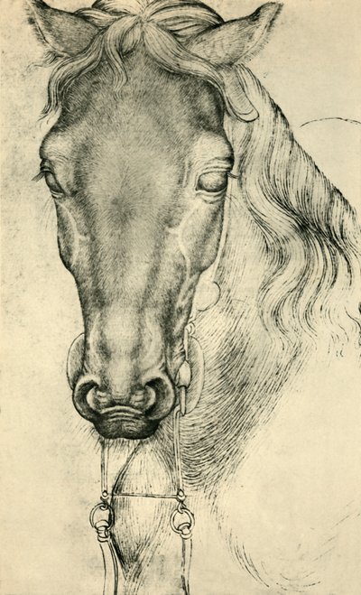 Hlava koně, c1420-1455, 1943. od Antonio Pisanello