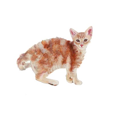 Laperm, 2014 (akvarel a kvaš na papíře) od Polly Horner