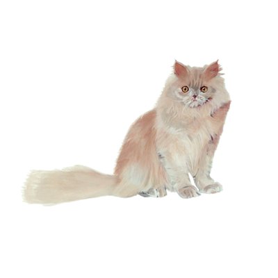 Perský šeřík, 2014 (akvarel a kvaš na papíře) od Polly Horner