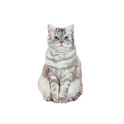 Selkirk Rex, 2014 (akvarel a kvaš na papíře) od Polly Horner