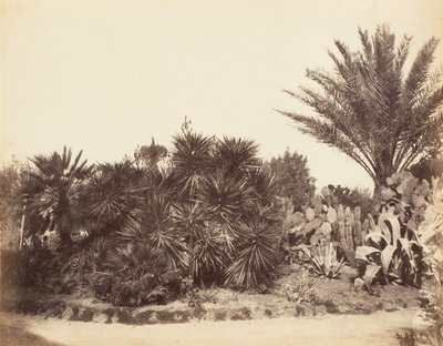 Pinciánova zahrada, Řím, 1853-56. od Possibly by Jane Martha St. John.