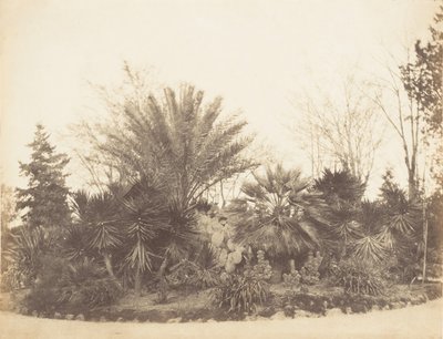 Pinciánova zahrada, Řím, 1853-56. od Possibly by Jane Martha St. John.