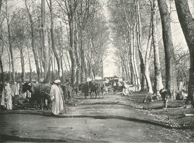 Arabský veletrh a trh, Boufarik, Alžírsko, 1895. od Poulton and Co