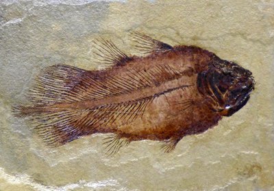 Fosilní stopa karbonu coelacanth (objekt) od Prehistoric Prehistoric