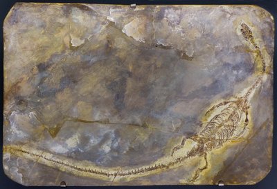 Fosilie Hyphalosaurus lingyuanensis (položka) od Prehistoric Prehistoric