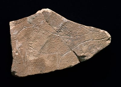 Petroglyf představující jelena, jeskyně Parpallo, Španělsko. Horní paleolit, Solutreen (rytina) od Prehistoric Prehistoric