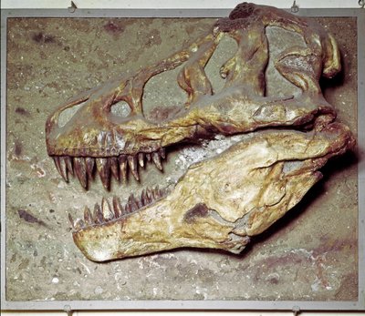 Prehistorie: Dinosauří lebka Tyrannosaurus rex (T Rex nebo tyrannosaurus). Období křídy. Museo Civilo di Storia naturale, Milán od Prehistoric Prehistoric