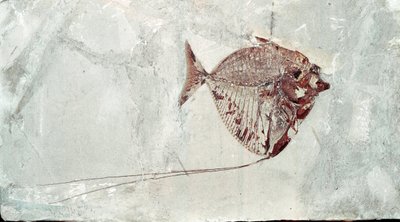 Prehistorie: Fosilie ryb Mene Rhombea z naleziště Mount Bolca (Itálie). Eocénní období. Občanské muzeum přírodní historie, Milán od Prehistoric Prehistoric