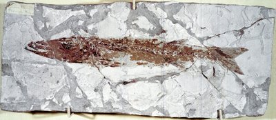 Prehistorie: fosilie ryb Sphyraena Bolcensis z naleziště Mount Bolca (Itálie). Eocénní období. Občanské muzeum přírodní historie, Milán od Prehistoric Prehistoric