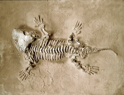 Prehistorie: fosilie obojživelného plaza Seymouria Biolorensis z Texasu ve Spojených státech. Permské období. Občanské muzeum přírodní historie, Milán od Prehistoric Prehistoric