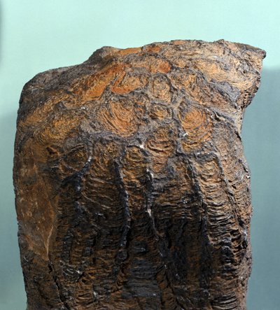 Prehistorie: fosílie stromatolitu (nebo stromatolitu), mořská hornina, archeozoická éra. nalezený v Mauritánii. od Prehistoric Prehistoric