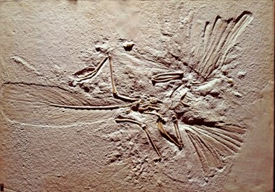 Pravěk: fosilie ptáka Archeopteryx (archeopteryx) Lithographica z lokality Solnhofen (Německo). Vynikající jura. Museo Civilo di Storia naturale, Milán od Prehistoric Prehistoric