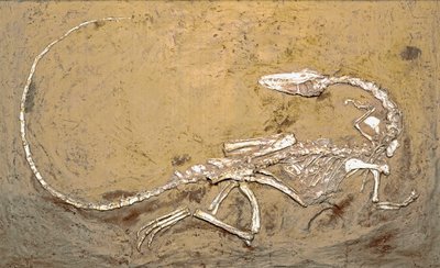 Prehistorie: fosilie dinosaura Coelophysis. Období svrchního triasu. Museo Civilo di Storia naturale, Milán od Prehistoric Prehistoric