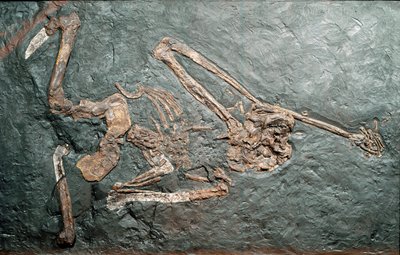 Prehistorie: fosilie velkého primáta Oreopitheque (Oreopithecus bambolii) z hory Bamboli (Grosseto). Miocénní éra. Občanské muzeum přírodní historie, Milán od Prehistoric Prehistoric