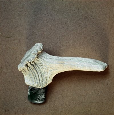 Pravěk: sekerka ze zeleného kamene s rukojetí z jeleního rohu z jeskyně Pollera (Finale Ligure), Ligurie. Střední neolit, doba kamenná. Genes, museo di archeologia ligure od Prehistoric Prehistoric