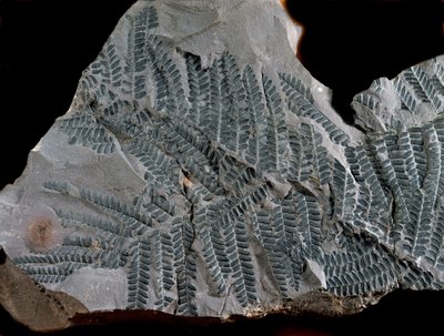 Pravěk: období vyššího karbonu. Fosílie Acitheca Poymorphe z čeledi kapradinových. Najděte v Gottelbornu v Německu od Prehistoric Prehistoric