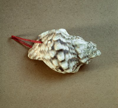 Prehistorie: proražená skořápka Triton nodifer, používaná jako píšťalka z Necropole of Arene Candide (Finale Liguria), Ligurie. Střední neolit, doba kamenná. Genes, museo di archeologia ligure od Prehistoric Prehistoric