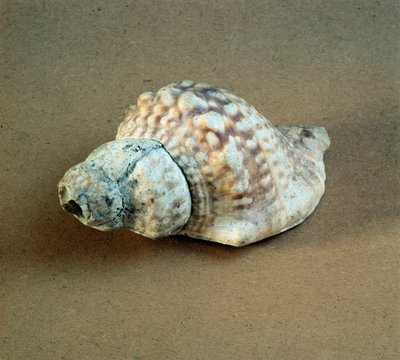 Prehistorie: proražená skořápka Triton nodifer, používaná jako píšťalka z Necropole of Arene Candide (Finale Liguria), Ligurie. Střední neolit, doba kamenná. Genes, museo di archeologia ligure od Prehistoric Prehistoric