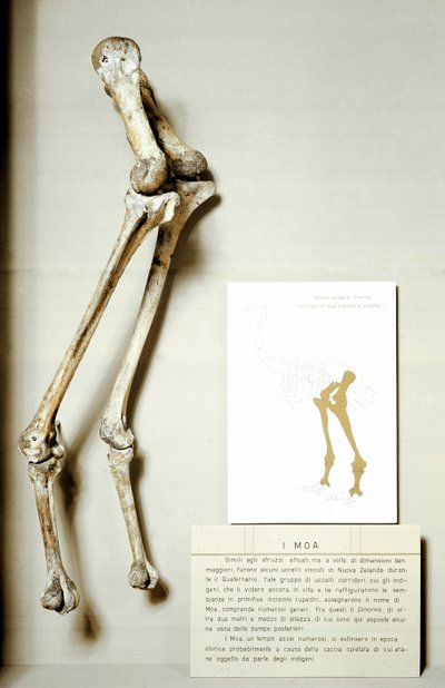 Prehistorie: kostra nohou Moa Dinornis, obřích fosilních ptáků z Nového Zélandu, kteří nelétají. Období křídy. Museo Civilo di Storia naturale, Milán od Prehistoric Prehistoric