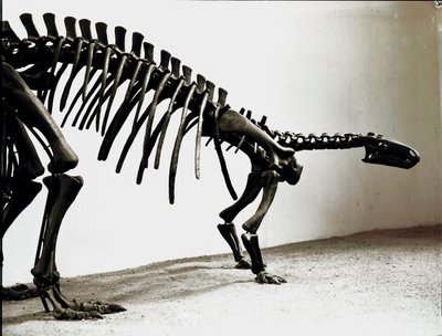 Pravěk: kostra dinosaura camptosaura (Camptosaurus Browni). Období vyšší jury. Museo Civilo di Storia naturale, Milán od Prehistoric Prehistoric