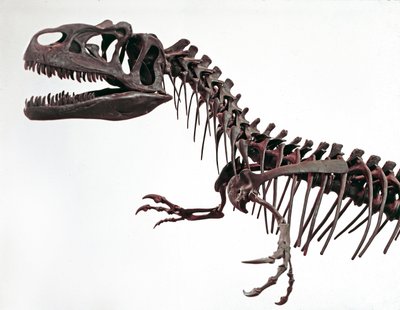 Pravěk: kostra dinosaura Allosaurus fragilis. Období svrchní jury. Občanské muzeum přírodní historie, Milán od Prehistoric Prehistoric