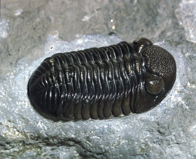 Pravěk: fosilie trilobita Phacops Rana (členovec). Věk paleozoikum, období devonu. Najděte v Ohiu, Spojené státy americké od Prehistoric Prehistoric