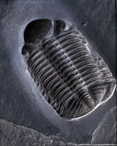 Pravěk: fosilie trilobita Phacops Rana (členovec). Věk paleozoikum, období devonu. Najděte v oblasti Bundenbach v Německu. od Prehistoric Prehistoric