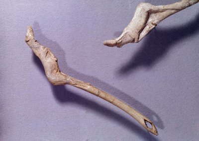 Prehistorie: dva trysky s nápisem "" skákajícímu koni" vyrobené ze sobího dřeva. Období středního magdalénienu. Saint Germain en Laye, Muzeum národní archeologie od Prehistoric Prehistoric
