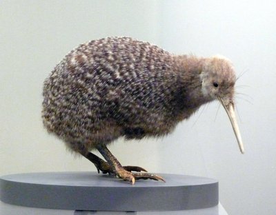 Ukázkový pták vycpaný kiwi (apterygides), neschopný létat. Auckland Museum, Nový Zéland od Prehistoric Prehistoric