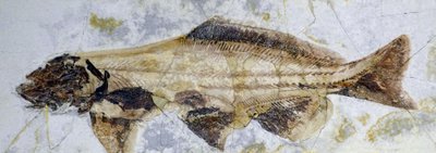 Fosilní stopa jesetera, spodní křída (objekt) od Prehistoric Prehistoric