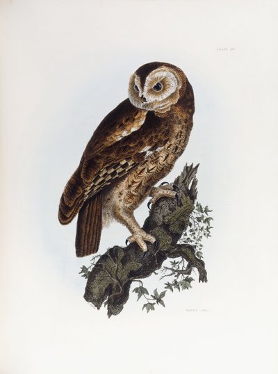 Sova sova, 1841 od Prideaux John Selby