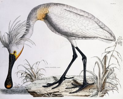 Bílá lžička, 1834 od Prideaux John Selby