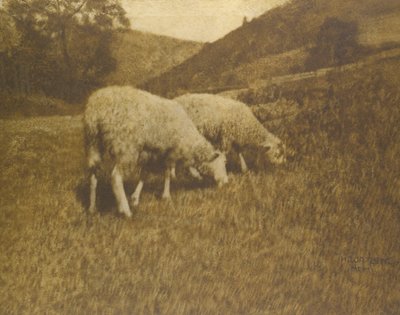 Ovce, 1901. od Professor Hans Watzek