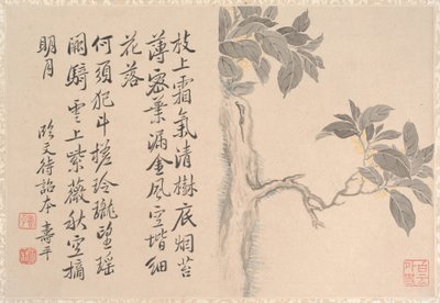 Cassia Tree (list alba; tuš a barva na papíře) od Qing Dynasty Chinese School