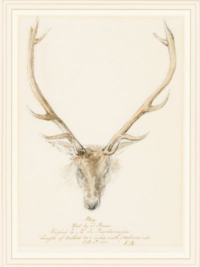Jelen zastřelený Johnem Brownem, 1874 od Queen Victoria