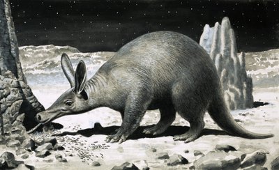 Aardvark od R.B. Davis