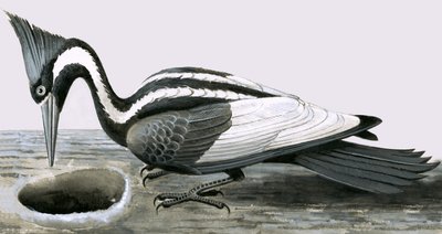 Datel slonohlavý od R.B. Davis