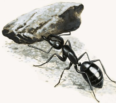 Malá monstra: The Mighty Ant od R.B. Davis