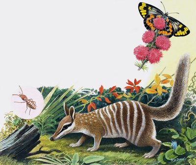 Numbat od R.B. Davis
